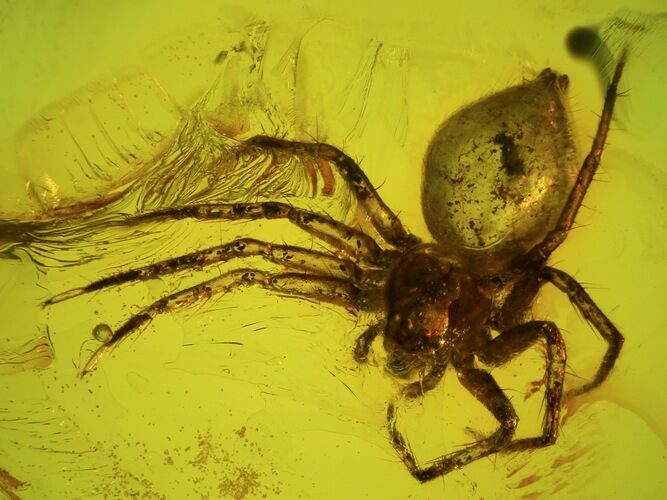 Fossil Spider (Aranea) In Baltic Amber #45140